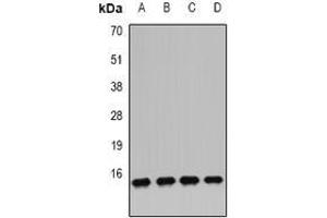 Image no. 1 for anti-Interferon, alpha-Inducible Protein 6 (IFI6) (full length) antibody (ABIN6043564)