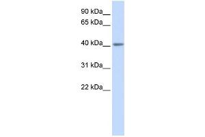Image no. 1 for anti-Serotonin Receptor 5A (HTR5A) (N-Term) antibody (ABIN2792276)