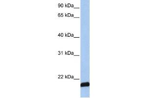 Image no. 1 for anti-ADP-Ribosylation Factor 6 (ARF6) antibody (ABIN2459781)
