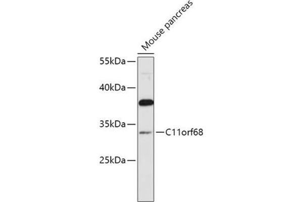 C11orf68 antibody  (AA 42-292)