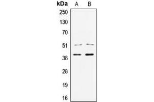 Image no. 1 for anti-Transcription Factor 7 (T-Cell Specific, HMG-Box) (TCF7) (N-Term) antibody (ABIN2707758)