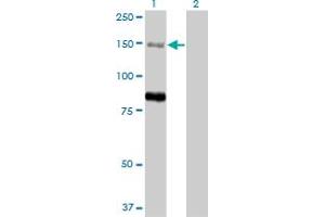 Image no. 1 for anti-Myotubularin Related Protein 3 (MTMR3) (AA 579-674) antibody (ABIN522387)