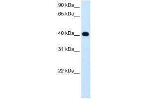 Image no. 3 for anti-Alcohol Dehydrogenase 4 (Class II), pi Polypeptide (ADH4) (Middle Region) antibody (ABIN2781328)