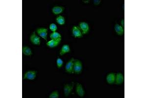 SMOX Antikörper  (AA 268-353)