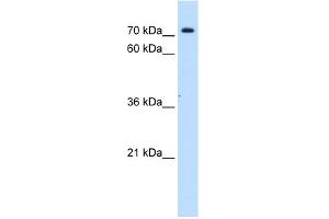 Image no. 1 for anti-Solute Carrier Family 5 (Sodium/inositol Cotransporter), Member 11 (SLC5A11) (Middle Region) antibody (ABIN2781707)