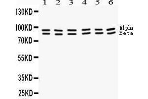 Image no. 1 for anti-Signal Transducer and Activator of Transcription 1, 91kDa (STAT1) (AA 114-143), (N-Term) antibody (ABIN3043938)
