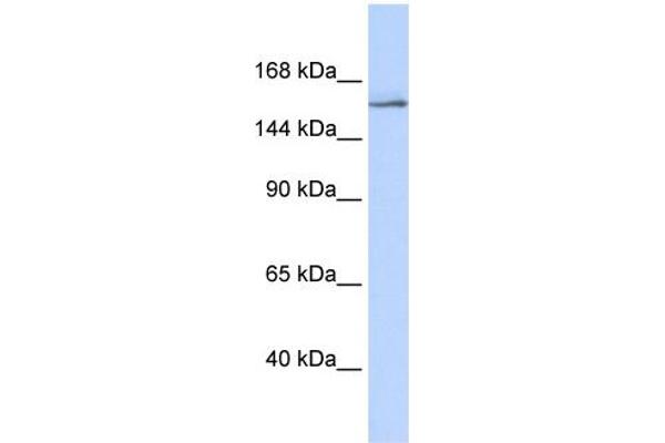 anti-Nuclear Receptor Coactivator 3 (NCOA3) (Middle Region) antibody
