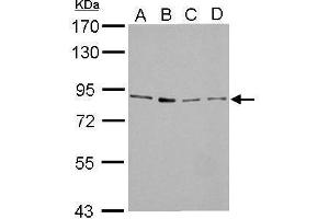 Image no. 2 for anti-Forkhead Box M1 (FOXM1) (Center) antibody (ABIN2855309)
