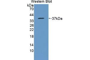 HCCS antibody  (AA 1-268)