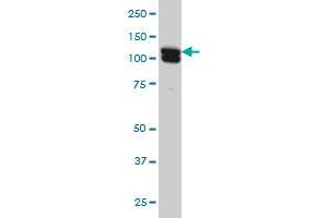 NCAPG antibody  (AA 336-435)