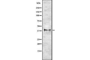 Image no. 1 for anti-Ets Variant 2 (ETV2) antibody (ABIN6261620)