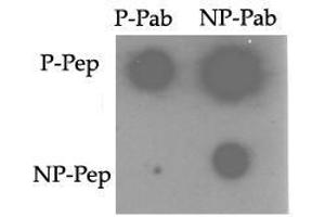 Image no. 1 for anti-TRAF2 and NCK Interacting Kinase (TNIK) (pSer764) antibody (ABIN358244)