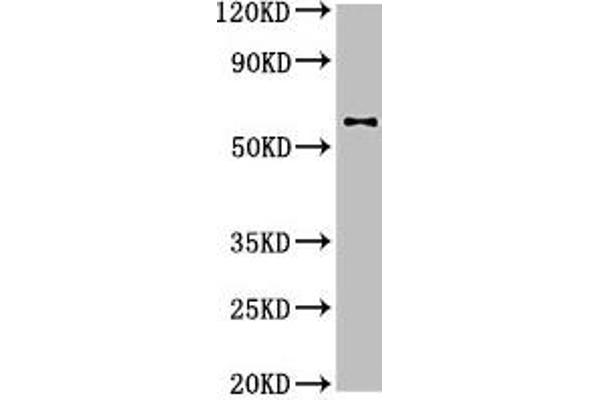 DPYSL2 antibody  (AA 1-572)