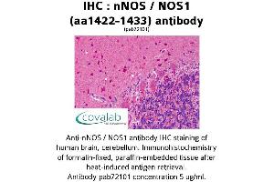 Image no. 2 for anti-Nitric Oxide Synthase 1, Neuronal (NOS1) (AA 1422-1433) antibody (ABIN5693644)