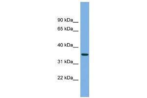 Image no. 1 for anti-Protease, serine, 22 (PRSS22) (N-Term) antibody (ABIN2787296)