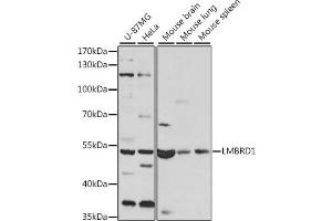 LMBRD1 Antikörper  (AA 220-300)