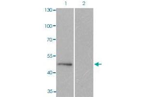Image no. 3 for anti-Microtubule-Associated Protein tau (MAPT) (pSer404) antibody (ABIN5583135)