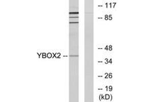 Image no. 1 for anti-Y Box Binding Protein 2 (YBX2) (AA 281-330) antibody (ABIN1534210)