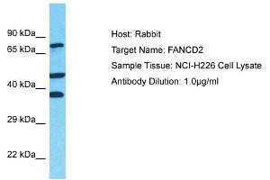 Host: Rabbit Target Name: FANCD2 Sample Type: NCI-H226 Whole Cell lysates Antibody Dilution: 1.