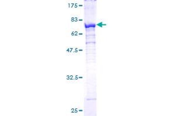 PSMC4 Protein (Proteasome (Prosome, Macropain) 26S Subunit, ATPase, 4) (AA 1-418) (GST tag)