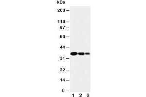 Image no. 4 for anti-Secreted Protein, Acidic, Cysteine-Rich (Osteonectin) (SPARC) (AA 284-303) antibody (ABIN3032523)