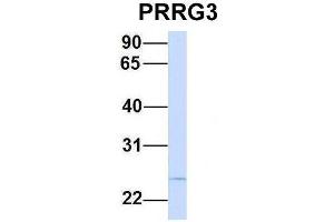 PRRG3 antibody  (N-Term)