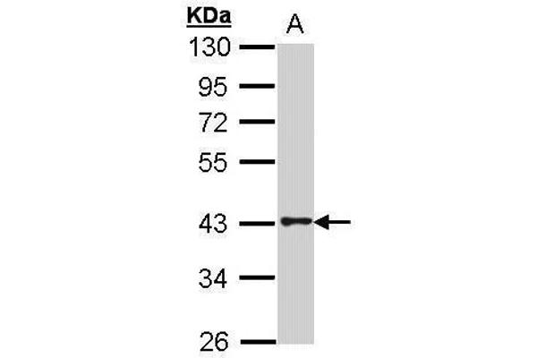 anti-omega-3 Fatty Acid Receptor 1 (O3FAR1) (N-Term) antibody
