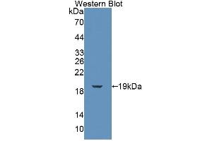 FKBP2 antibody  (AA 1-142)
