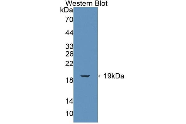 FKBP2 antibody  (AA 1-142)