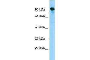 Image no. 1 for anti-Synaptotagmin-Like 5 (SYTL5) (Middle Region) antibody (ABIN2790506)