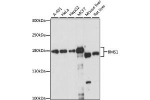 BMS1 antibody  (AA 600-900)