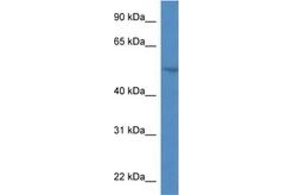 SMPDL3A antibody  (AA 82-131)