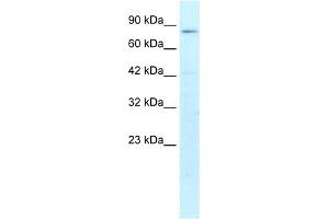 Image no. 1 for anti-Activating Transcription Factor 6 beta (ATF6B) (N-Term) antibody (ABIN2779487)
