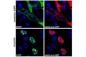 Image no. 1 for anti-Green Fluorescent Protein (GFP) antibody (ABIN302066)