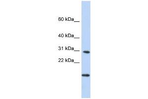 Image no. 1 for anti-Polymerase (RNA) II (DNA Directed) Polypeptide K, 7.0kDa (POLR2K) (Middle Region) antibody (ABIN631534)