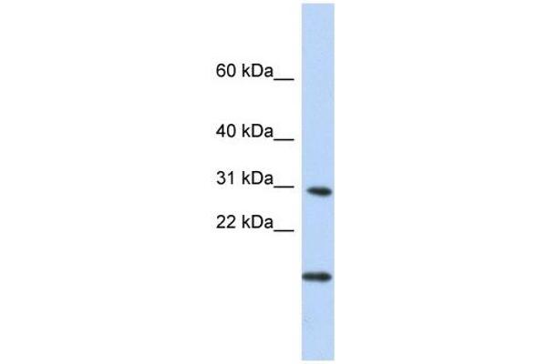 POLR2K antibody  (Middle Region)