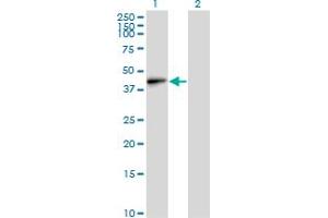 Emilin1 antibody  (AA 1-347)