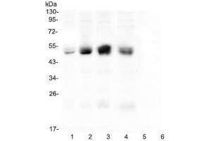Image no. 2 for anti-Coxsackie Virus and Adenovirus Receptor (CXADR) (C-Term) antibody (ABIN3029697)