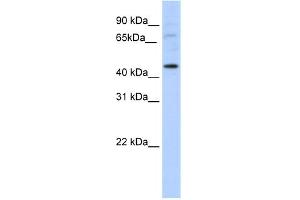 Image no. 1 for anti-LIM Homeobox Transcription Factor 1, alpha (LMX1A) (C-Term) antibody (ABIN2780316)