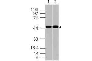 Image no. 1 for anti-G Protein-Coupled Receptor 83 (GPR83) (AA 151-362) antibody (ABIN5027234)