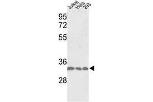 Image no. 6 for anti-Proliferating Cell Nuclear Antigen (PCNA) (AA 231-261) antibody (ABIN3032321)