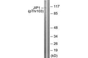 Western blot analysis of extracts from COLO205 cells treated with Serum 20% 15', using JIP1 (Phospho-Thr103) Antibody.