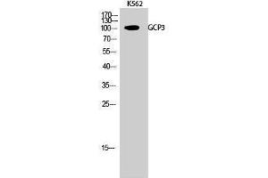 FOLH1B 抗体  (Internal Region)