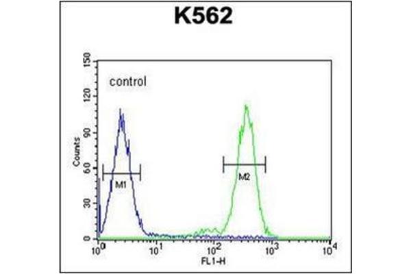 anti-Receptor (Chemosensory) Transporter Protein 4 (RTP4) (AA 193-223), (C-Term) antibody