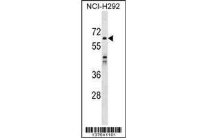 Image no. 1 for anti-Sorting Nexin 33 (SNX33) (AA 389-416), (C-Term) antibody (ABIN1537252)