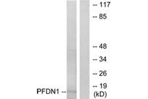 Image no. 1 for anti-Prefoldin Subunit 1 (PFDN1) (AA 1-50) antibody (ABIN1533530)