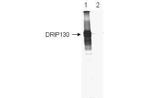 anti-Mediator Complex Subunit 23 (MED23) (AA 897-916) antibody