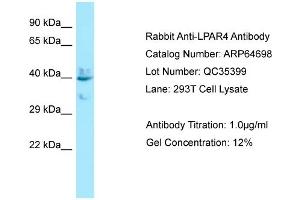 Image no. 1 for anti-Lysophosphatidic Acid Receptor 4 (LPAR4) (C-Term) antibody (ABIN2789929)
