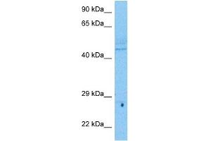 Image no. 1 for anti-Ubiquitin Specific Peptidase 48 (USP48) (N-Term) antibody (ABIN5515559)