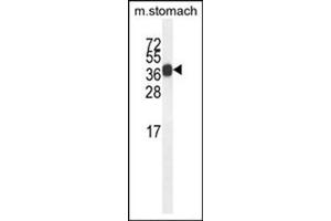 Image no. 2 for anti-Synaptotagmin VIII (SYT8) (AA 67-96), (Middle Region) antibody (ABIN955026)
